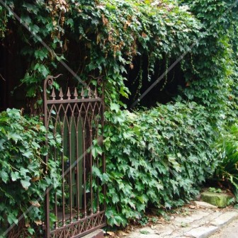 Arched iron gate