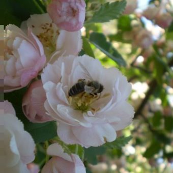 Neighbours Rose with a Bee