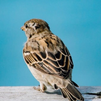 NZ Sparrows