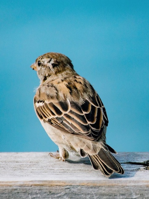 NZ Sparrows