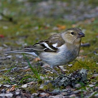 New Zealand Sparrow 3