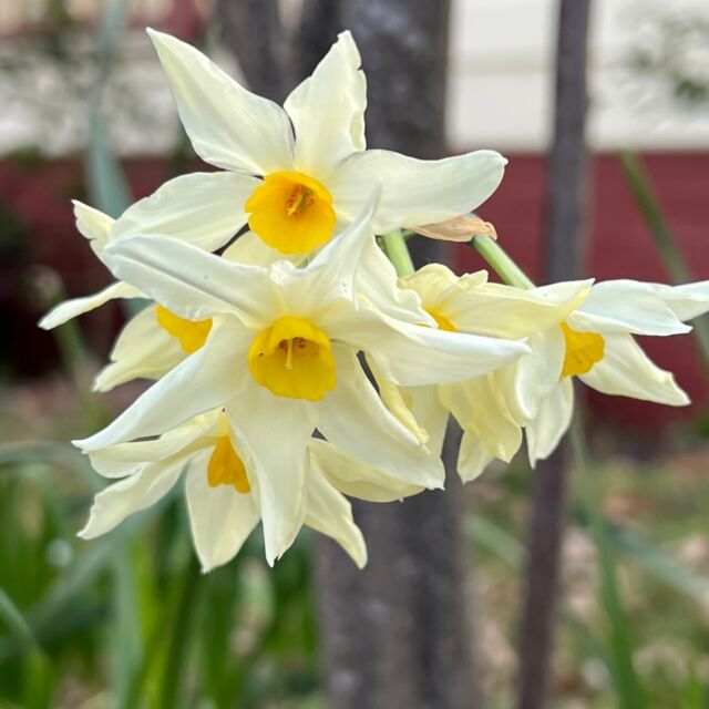 It's mid-winter and we have jonquils + daffodils out and keen to show us promise of good things to come. Spring is around the corner.#outdoormirrors #gardeninspiration #backyardinspo #outdoorproject #outdoordesign #stylishaccessories #outdoorliving #outdoordesign #australiandesign #gardenaccessories #gardendesign #welovestyle #outdoorstyle #lovelifeoutdoors #stylishaccessories #gorgeousgarden #exteriordesign #outdoorspace #landscapearchitecture #outdoorliving #australiandesigner #landscapedesign #gardeninspiration #gardensofinstagram