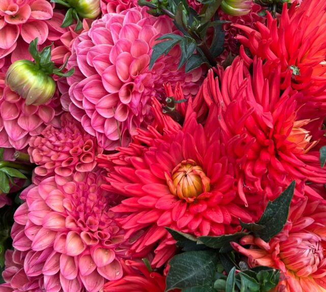 In winter - Dahlia tubers are lying beneath the ground  just waiting to burst out into the sun of summer. ...much like us waiting for the sun in winter.#backyardgoals #outdoorliving #outdoor #alfresco #gardenlife  #beautifulplaces #outdoordesign  #stylishhomes #outdoormirrors #australiandesign #gardenaccessories #gardendesign #welovestyle #outdoorstyle #lovelifeoutdoors #stylishaccessories #gorgeousgarden #exteriordesign #outdoorspace #landscapearchitecture #outdoorliving #landscapedesigner #australiandesigner #landscapedesign