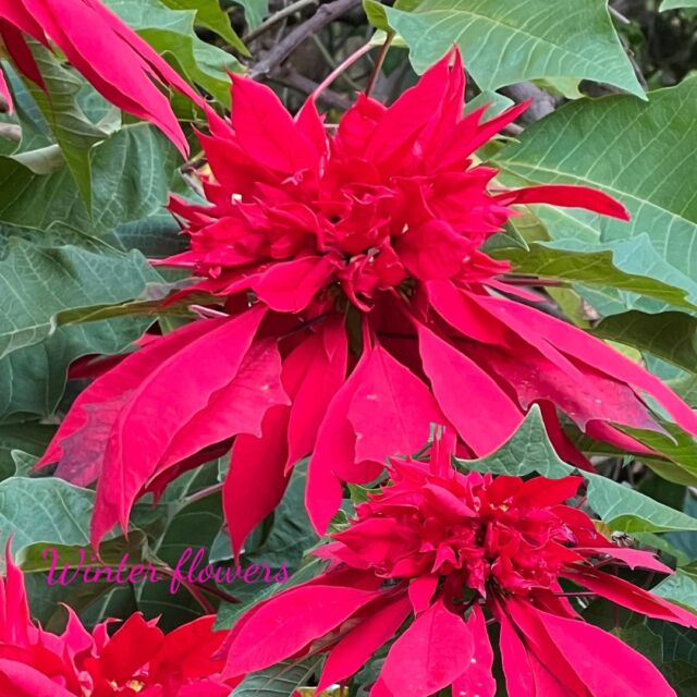 Look what we spied on our Blackwattle Bay walk. This fabulous Poinsettia showing off in style by flowering in winter.